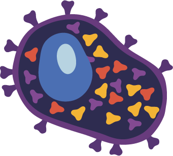 B cell vector drawing